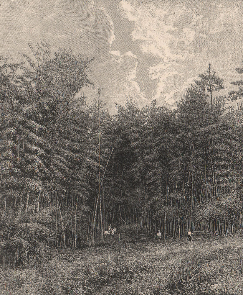 Landscape in south Guatemala - Bamboo Jungle. Central America 1885 old print
